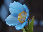 ヒマラヤの青いケシ。栽培が難しい貴重な花です。まれに八重が出るので探してみましょう