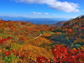 10月上旬から中旬に楽しめる五竜の紅葉